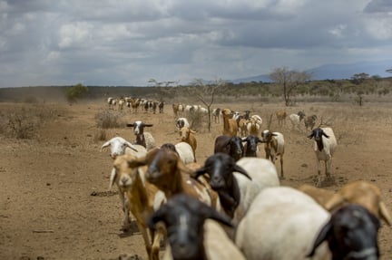 Goats in Kajiado