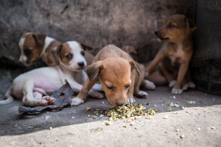 A litter of puppies in Freetown, Sierra Leone