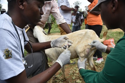 Vaccination and treatment exercise at Makueni