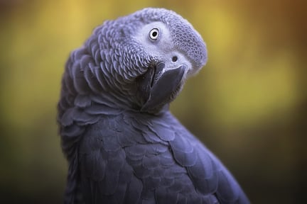 An African Grey parrot in the wild.