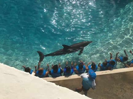 Dolphins in captivity performing - World Animal Protection - Animals in the wild