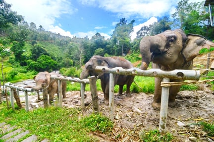 Elephants eating at ChangChill