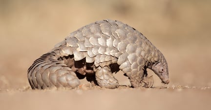 Pangolins are now considered the most heavily-trafficked animal in the world.