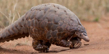 A ground pangolin at Madikwe Game Reserve in South Africa 