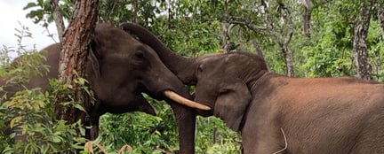 Elefanter i reservat. Foto: Kindred Spirit Elephant Sanctuary