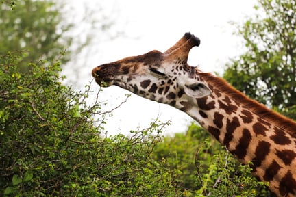 A giraffe's sniffs some leaves in Nairobi National Park, Kenya 