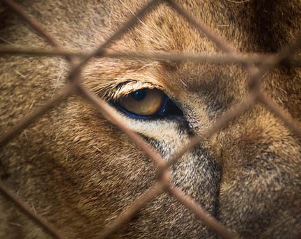 The eye of a Lion in captivity in an undisclosed location in Africa.