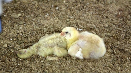 Chicks in an industrial farm
