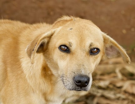 A community dog in Sieraleone