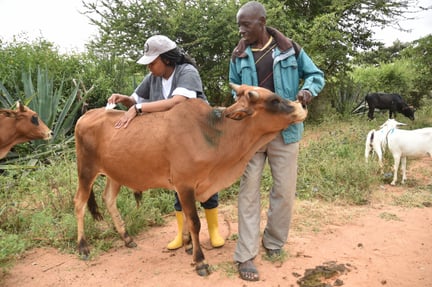 VERU member treats a cow in Makueni