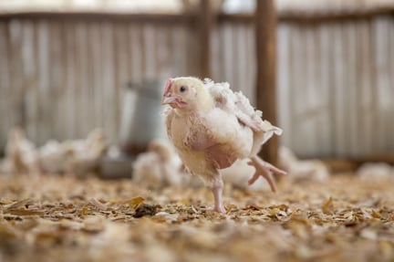 Chicks in a Keyan farm