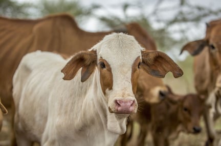 A cow in Kajiado, Kenya