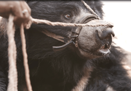 Dancing bear in Nepal - Bears - World Animal Protection