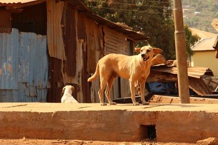 Dog n Sierraleone