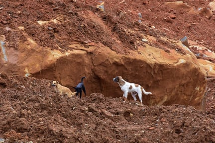 Dogs in Sierra Leone after the 2017 mudslide - AFP PHOTO / SEYLLOU