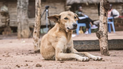 Bruno the lucky dog in Makueni