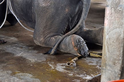 Bullhook on an elephant in Asia