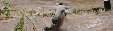 horse in floodwater