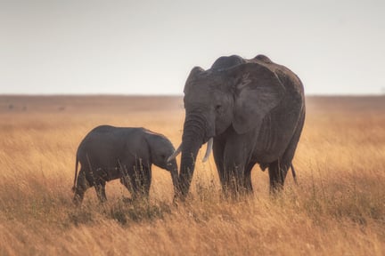 An elephant and her calf
