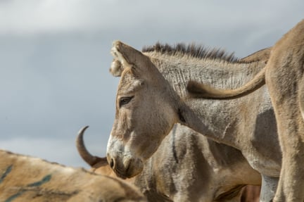 Donkeys 