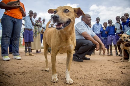 A community dog in Makueni during a vaccination