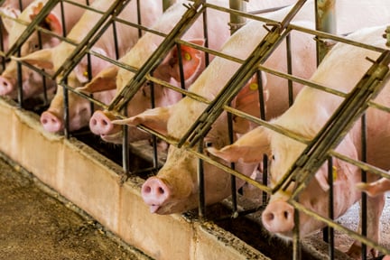 Pigs on a factory farm in cages - World Animal Protection