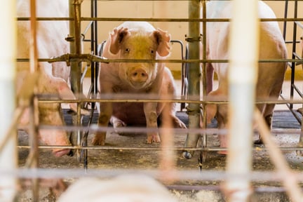 Pregnant pig in a cramped cage - Animals in farming - World Animal Protection
