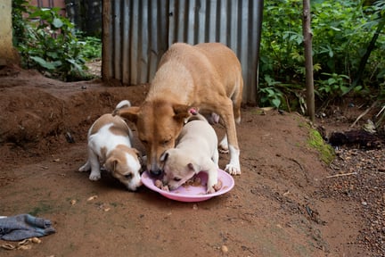 A community dog feeding with her puppies in Sierraleone