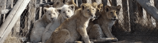 Captive scared lion cubs