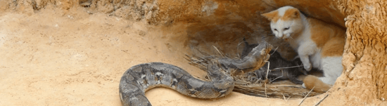 Snake attacking cat