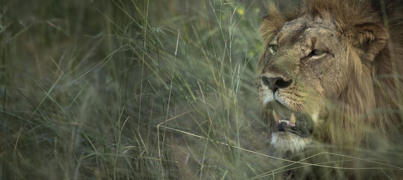Wild lion in Zimbabwe