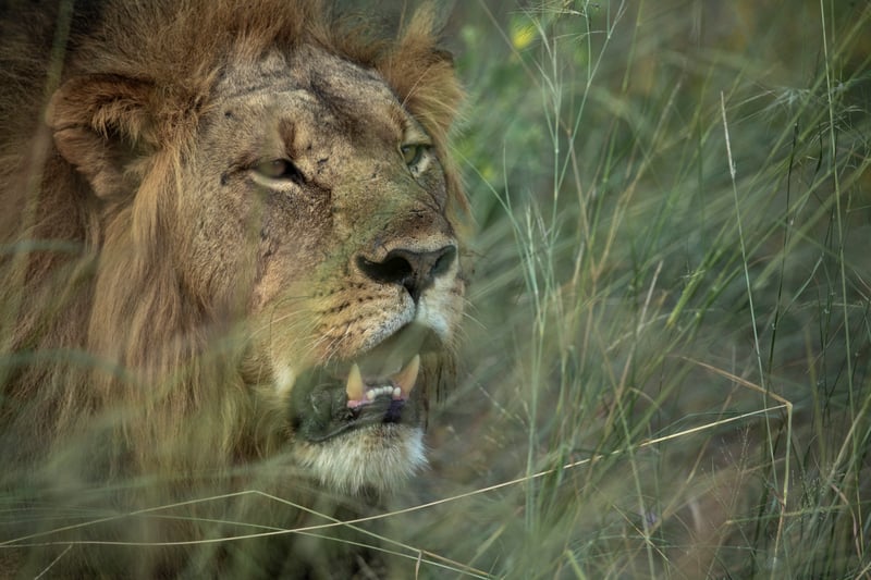 Lion image