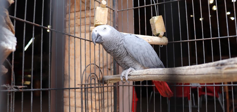 African parrot