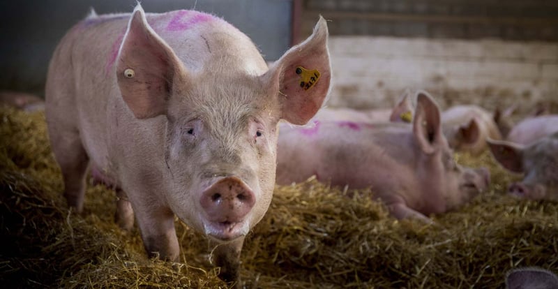 Pig in a higher welfare farm
