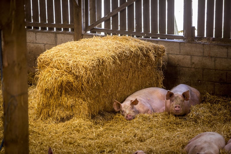 Big business is failing farm animals: Amazon, Walmart, Starbucks and many more