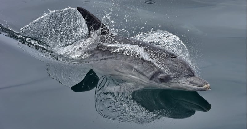 A photo by Raggy Charters shows a dolphin in the wild at Algoa Bay in South Africa.