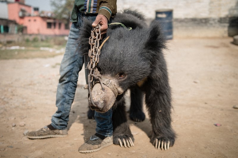 Bear dancing