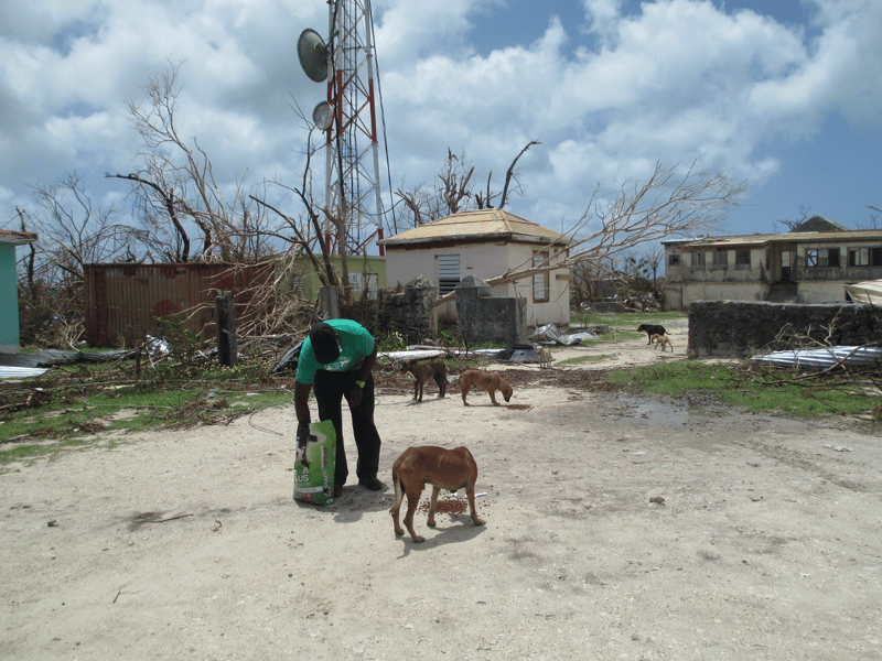 Veterinary doctor feeds a dog in Barbuda