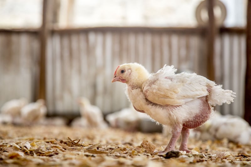 a chicken in a farm