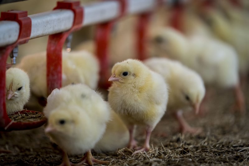 Chicken in an industrial