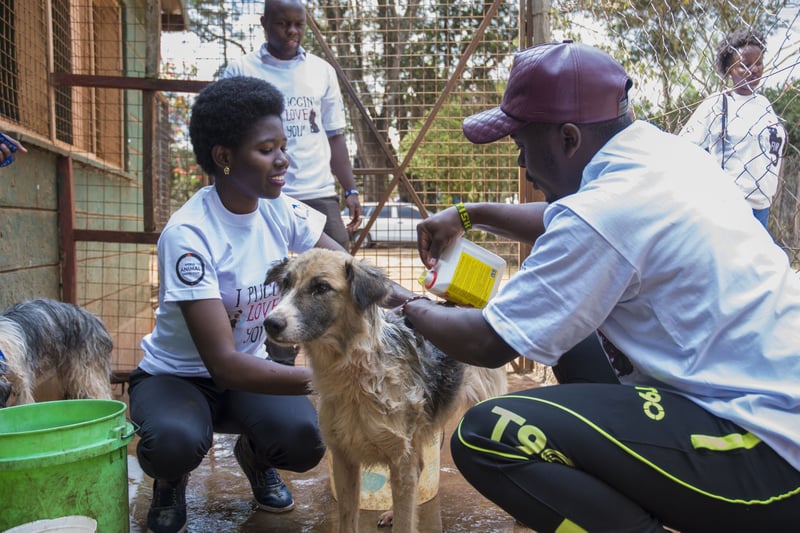 Young people cleaning a dog at KSPCA Kenya