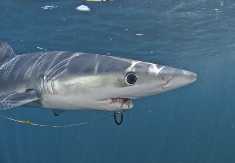 Ghost gear attack on sea animals