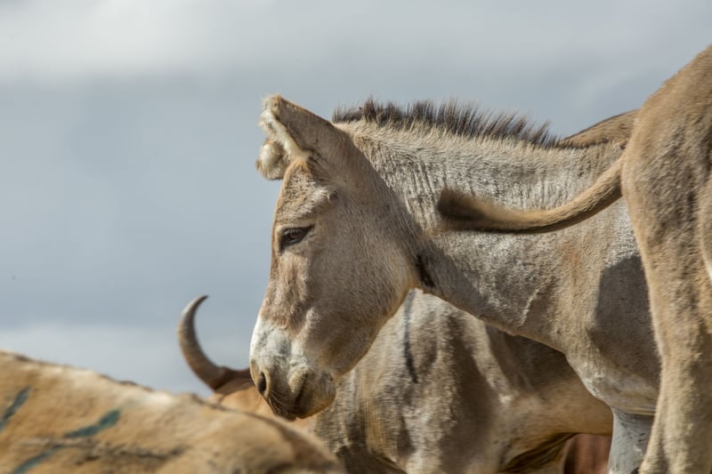 Donkeys