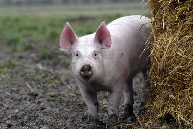 Piglet in a high welfare farm