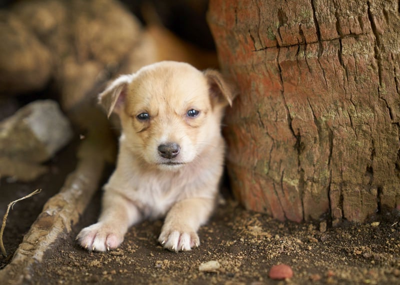 Animals in disasters Vanuatu