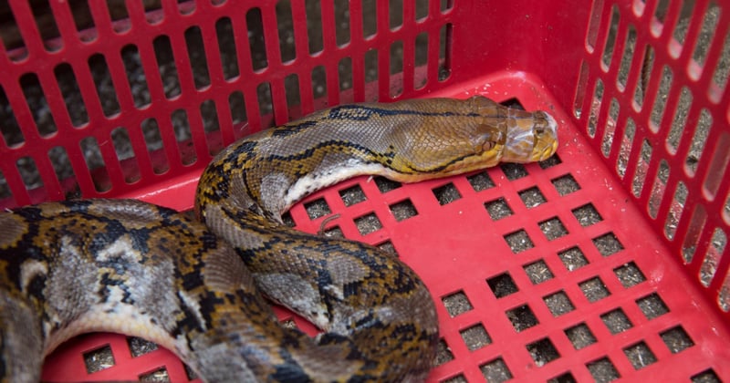 Keeping wild animals like snakes in confined conditions close to humans can lead to diseases