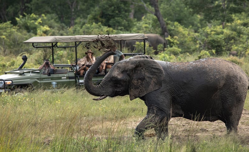 Tourist-Elephant