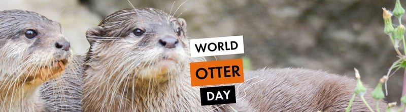 Otter Day