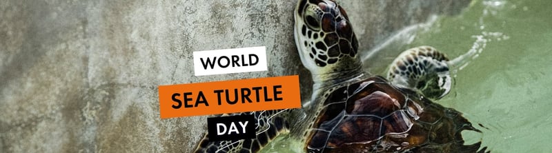World Sea Turtle Day 2025