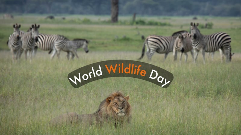 Wildlife Day 26